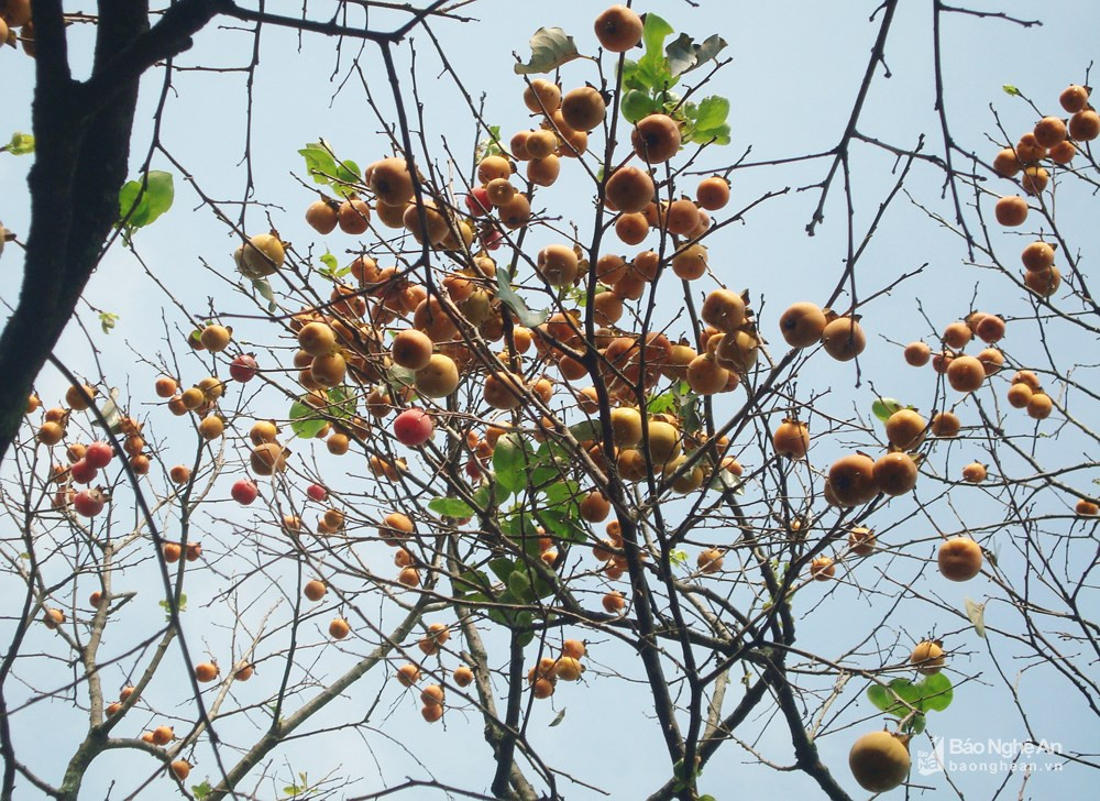 Người dân địa phương đang duy trì 2 loại hồng: hồng trứng, lá dài, quả to và hồng cậy, lá tròn, quả nhỏ. Đây là những giống hồng thích hợp với khí hậu, thổ nhưỡng của vùng núi Đại Huệ. Trong ảnh: Những nhành hồng cậy sum suê quả chín. Ảnh: Huy Thư