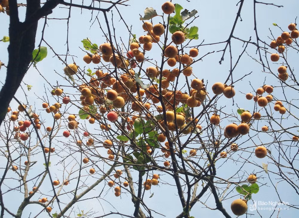 Người dân địa phương đang duy trì 2 loại hồng: hồng trứng, lá dài, quả to và hồng cậy, lá tròn, quả nhỏ. Đây là những giống hồng thích hợp với khí hậu, thổ nhưỡng của vùng núi Đại Huệ. Trong ảnh: Những nhành hồng cậy sum suê quả chín. Ảnh: Huy Thư