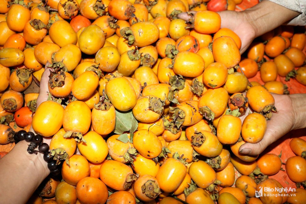 Hồng tùy từng loại mà được ủ khô hoặc ngâm trong nước để làm chín. Hồng ủ thì chín mềm, chuyển màu đỏ thắm; hồng ngâm thì giòn, vẫn giữ màu vàng tươi. Những năm qua, hồng Nam Anh đã được chuyển đi tiêu thụ khắp nơi, nhất là TP. Vinh và các tỉnh, thành phía Bắc. Ảnh: Huy Thư