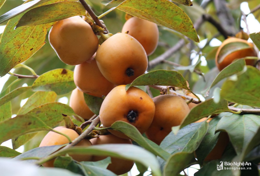 Mỗi loại hồng ở đây có những đặc điểm riêng, nhưng đều cho quả nhiều, không hạt và thơm ngon. Trong ảnh: Hồng trứng quả to, đẹp, bắt mắt. Ảnh: Huy Thư