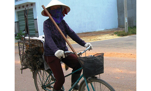 Bà Nguyễn Thị Hồng trên chặng đường mua chó.