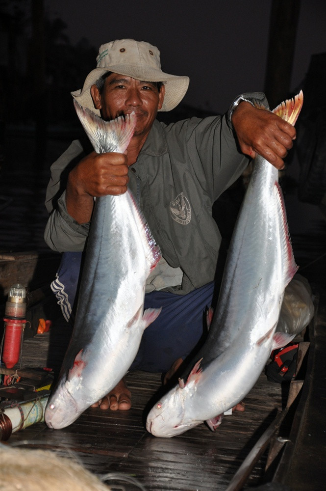 Ngư dân đánh bắt cá bông lau ở An Giang.