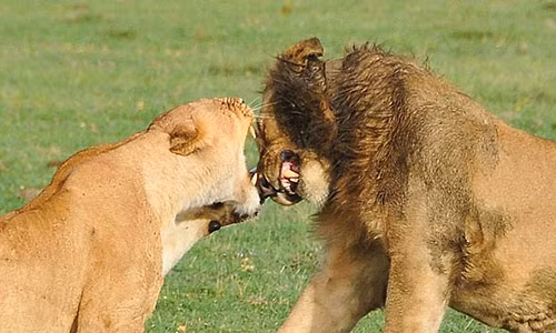 Sư tử cái bất ngờ giết chết “bạn đời” của mình tại sở thú Mỹ Su tu cai bat ngo giet chet “ban doi” cua minh tai so thu My