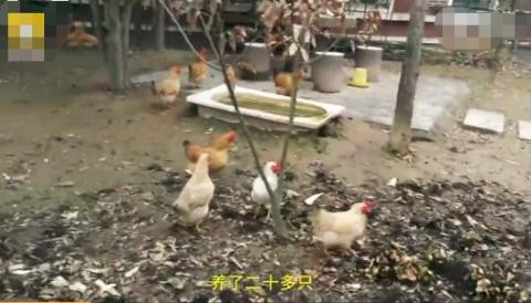 Theo tiết lộ, vị đại gia này nuôi gia cầm chỉ để… giết thời gian bởi ông không thích cuộc sống trong thành phố.