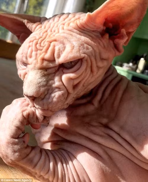 Vẻ trầm ngâm trông thật đáng ghét!