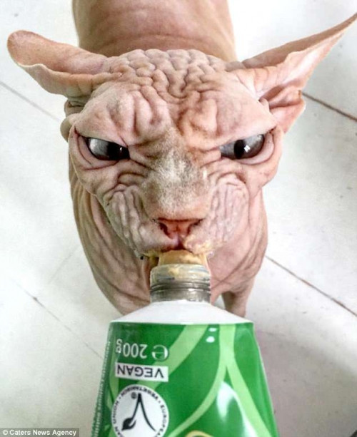 Vẻ mặt của chú mèo “đau khổ” khiến ai cũng bật cười.