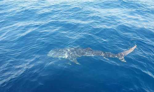 Cá voi xám được các ngư dân nhìn thấy trên biển (Ảnh: Văn Hậu).