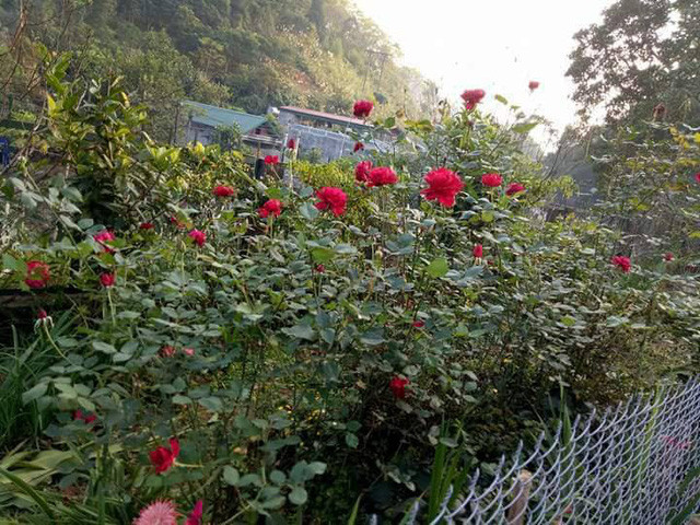 Trong khoảng không gian sân vườn ấy, bà Phương cho trồng nhiều loại hoa như hoa hồng, hoa cúc, hoa đồng tiền, hoa hồng lai, hoa mào gà .... Các giống hoa được trồng xen kẽ tạo nên tấm thảm hoa đầy màu sắc và ngạt ngào hương thơm.