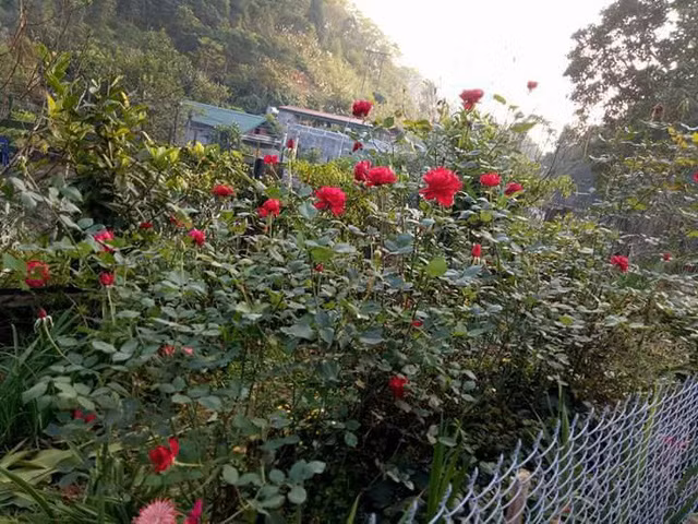 Trong khoảng không gian sân vườn ấy, bà Phương cho trồng nhiều loại hoa như hoa hồng, hoa cúc, hoa đồng tiền, hoa hồng lai, hoa mào gà .... Các giống hoa được trồng xen kẽ tạo nên tấm thảm hoa đầy màu sắc và ngạt ngào hương thơm.