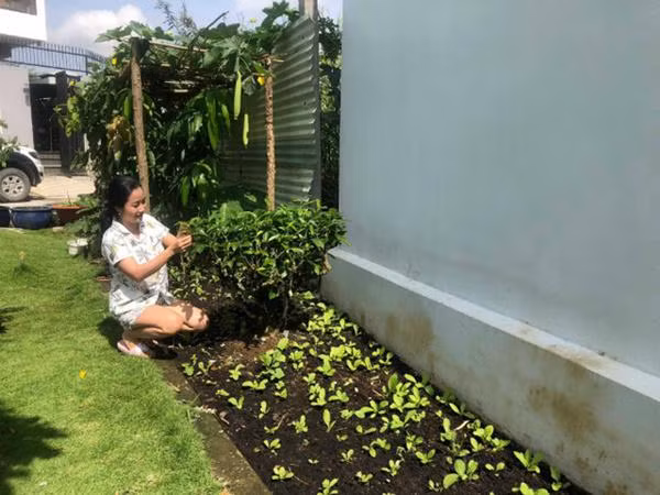 Tuy không nhiều nhưng khu vườn này đủ để gia đình cô không cần mua thêm rau.