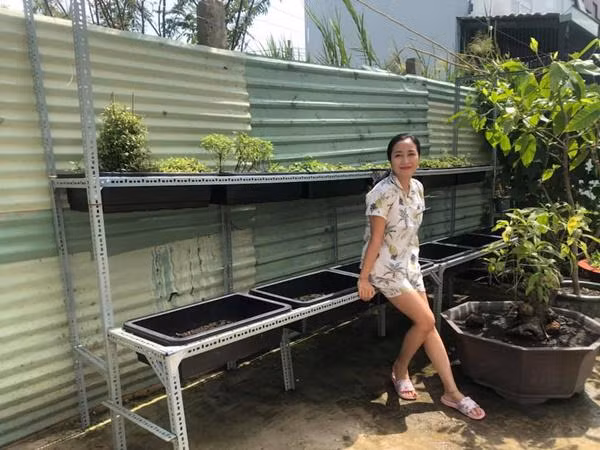 Gía trồng được làm bài bản, hệ thống.