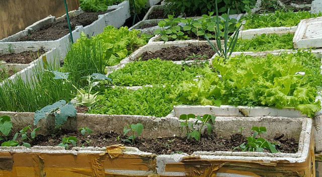 Để vườn rau luôn tươi tốt, hạn chế sâu bệnh, chị thường làm đất rất kỹ. Theo chị đây là khâu rất quan trọng. Chị trộn kỹ đất với vỏ trấu hun, một ít vôi bột để sát trùng đất, phân trùn quế. Sau mỗi vụ rau, chị thường làm lại đất cho tơi xốp. Đồng thời để đất nghỉ ngơi một thời gian ngắn, sau đó chị bón thêm phân và cải tạo lại đất.