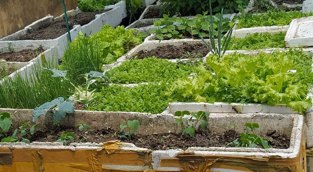 Để vườn rau luôn tươi tốt, hạn chế sâu bệnh, chị thường làm đất rất kỹ. Theo chị đây là khâu rất quan trọng. Chị trộn kỹ đất với vỏ trấu hun, một ít vôi bột để sát trùng đất, phân trùn quế. Sau mỗi vụ rau, chị thường làm lại đất cho tơi xốp. Đồng thời để đất nghỉ ngơi một thời gian ngắn, sau đó chị bón thêm phân và cải tạo lại đất.