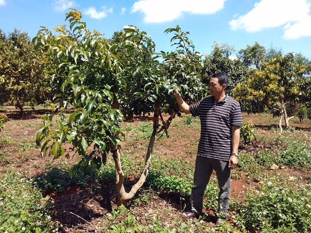 Ông Dũng bên cạnh cây bơ thường đã được ghép thành công với giống bơ Mỹ.