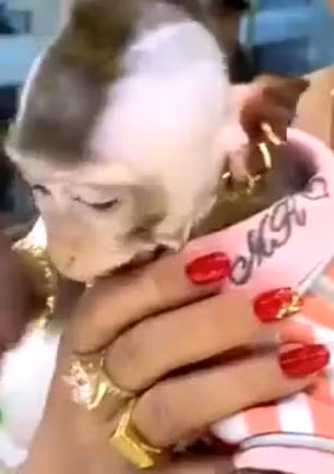 Chu khi deo vang lung lang, xai duong da, an nho My