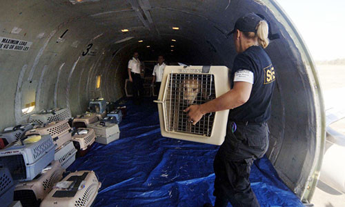 Ảnh: Marianne Todd.