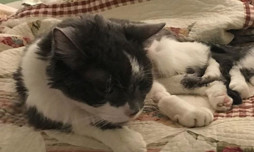 Chú mèo già Stanley. Ảnh: People