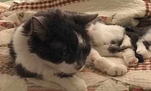 Chú mèo già Stanley. Ảnh: People