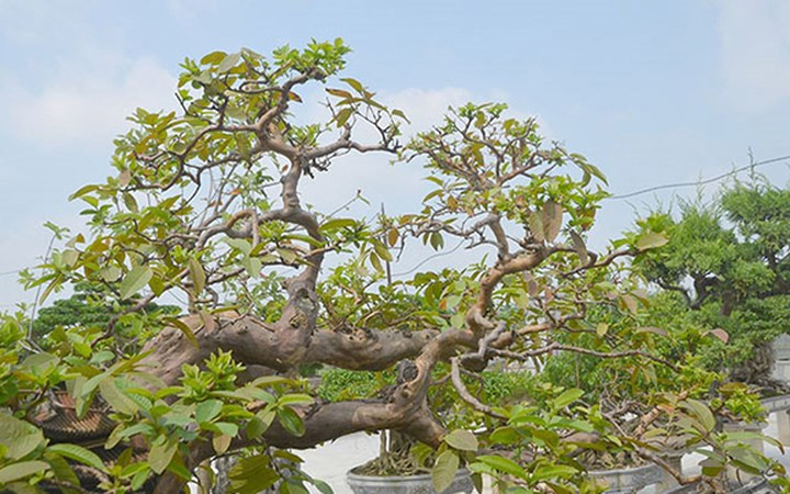 Cây ổi dáng song hoành có tuổi thọ 75 năm tuổi. Mất 2 năm tỉ mỉ chăm sóc, phân tán, cây ổi thế song hoành của ông Lê dần lộ ra với vẻ đẹp khiến nhiều người xem mê mẩn.