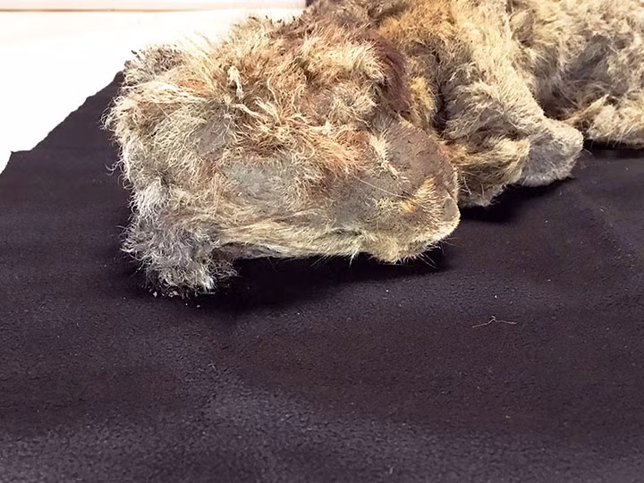 Xác sư tử còn nguyên lớp mô, lông và đuôi.