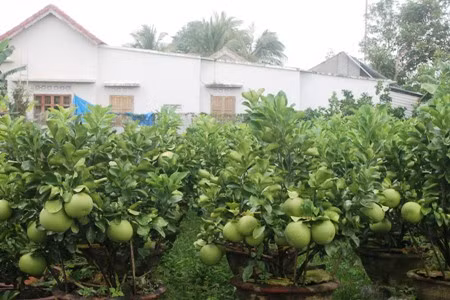 Một góc vườn bưởi cảnh của nhà bà Lê Thị Thanh Thủy. Ảnh: C.T