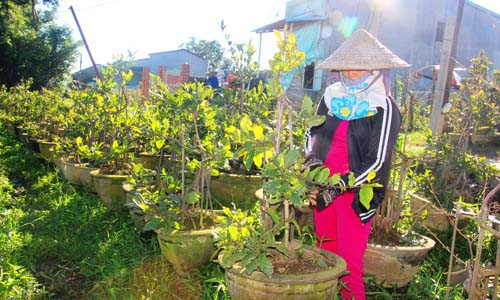 Nhà vườn ở làng mai Nhơn An đã lặt lá để chuẩn bị cho mùa mai tết. Ảnh: D.T