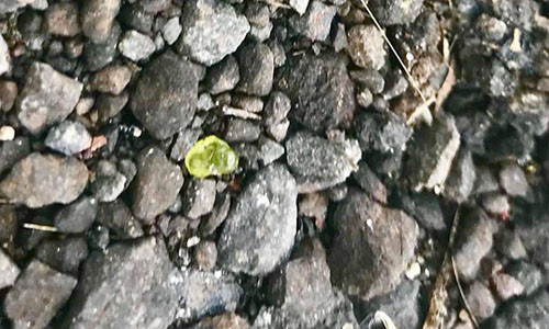 Giá thành của đá olivin chất lượng cao là khoảng 450 USD cho mỗi carat.