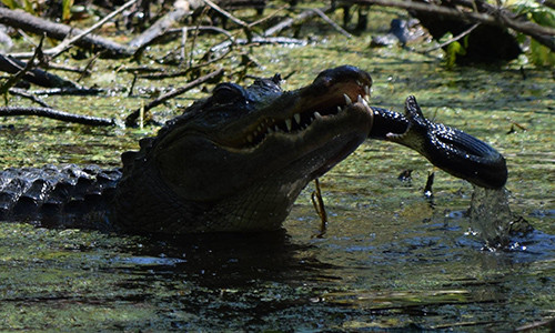 Cá sấu tấn công rắn để bảo vệ con.