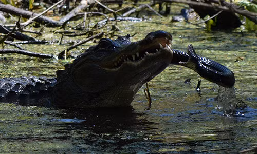 Cá sấu tấn công rắn để bảo vệ con.