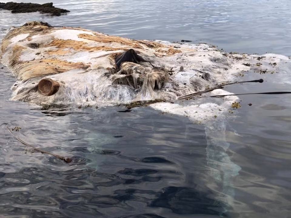 "Thủy quái" khổng lồ gớm ghiếc mắt to như đĩa dạt vào Mỹ? - Hình 2 Nhưng các nhà khoa học nói rằng đây là xác cá voi lưng gù.