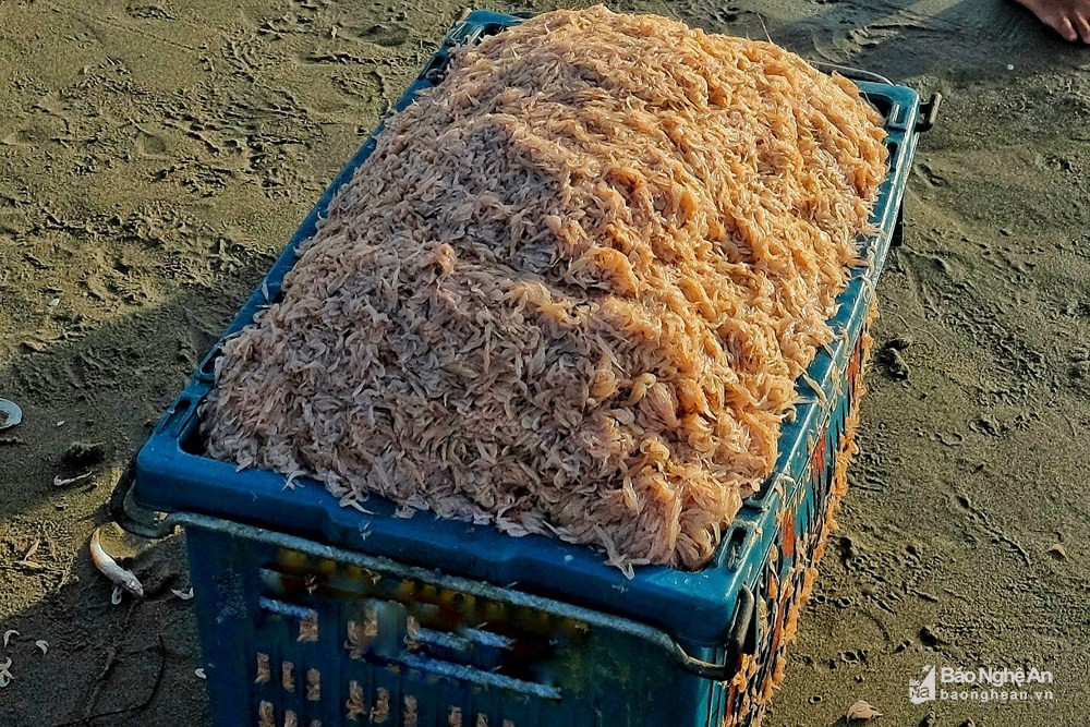 Những con ruốc vớt lên khỏi biển vẫn roi rói, bàng bạc, lấp lánh một màu hồng tươi. Ảnh: Lê Thắng