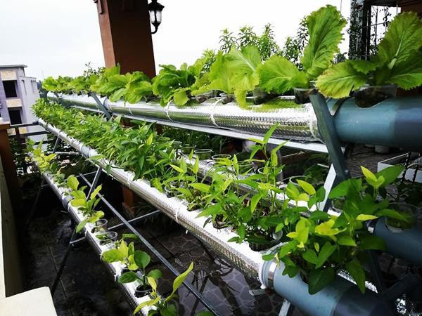 “Cuộc sống ở thành thị với những ồn ào, mệt mỏi khiến ai nấy đều muốn có một không gian tĩnh lặng. Vậy nên khi xây dựng căn nhà này, tôi đã nghĩ đến việc dùng sân thượng vừa làm nơi uống nước, ngắm cảnh, vừa trồng rau sạch để mỗi thành viên trong gia đình có thể trở thành "nông dân thành thị" chính hiệu”. Được biết, ngôi nhà 4 tầng được khởi công xây dựng vào năm 2014, là nơi ở của mẹ đẻ, vợ chồng anh Quang Huy cùng 3 con nhỏ.