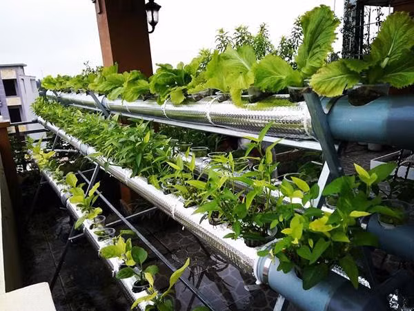 “Cuộc sống ở thành thị với những ồn ào, mệt mỏi khiến ai nấy đều muốn có một không gian tĩnh lặng. Vậy nên khi xây dựng căn nhà này, tôi đã nghĩ đến việc dùng sân thượng vừa làm nơi uống nước, ngắm cảnh, vừa trồng rau sạch để mỗi thành viên trong gia đình có thể trở thành "nông dân thành thị" chính hiệu”. Được biết, ngôi nhà 4 tầng được khởi công xây dựng vào năm 2014, là nơi ở của mẹ đẻ, vợ chồng anh Quang Huy cùng 3 con nhỏ.