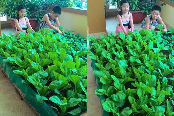 Mỗi ngày, sau giờ tan sở, vợ chồng anh Quang Huy cùng các con lại trở thành “nông dân thành thị” chính hiệu với thú vui chăm sóc “trang trại mini”.