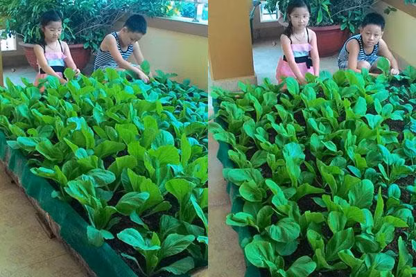 Mỗi ngày, sau giờ tan sở, vợ chồng anh Quang Huy cùng các con lại trở thành “nông dân thành thị” chính hiệu với thú vui chăm sóc “trang trại mini”.