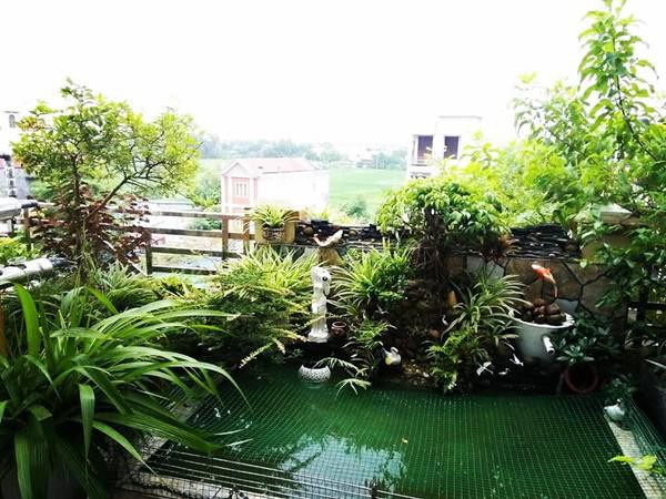 Trên sân thượng, anh Quang Huy cũng đặt một bể nhỏ để nuôi cá hay ba ba. Bên cạnh đó còn nuôi cả chim bồ câu. Sân thượng tầng 4 không chỉ trồng rau mà còn là có một bộ bàn ghế để cả nhà cùng uống nước, hít thở không khí trong lành và ngắm khoảng không gian xanh mướt trên cao.