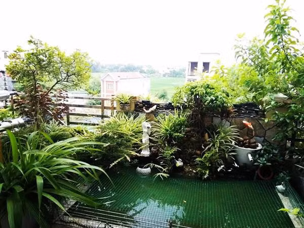 Trên sân thượng, anh Quang Huy cũng đặt một bể nhỏ để nuôi cá hay ba ba. Bên cạnh đó còn nuôi cả chim bồ câu. Sân thượng tầng 4 không chỉ trồng rau mà còn là có một bộ bàn ghế để cả nhà cùng uống nước, hít thở không khí trong lành và ngắm khoảng không gian xanh mướt trên cao.