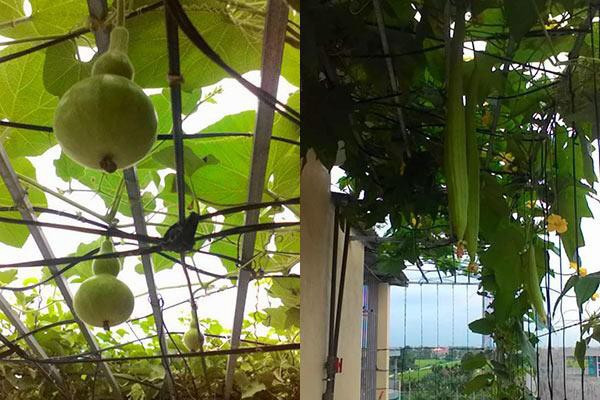 Muốn cả nhà được ăn rau sạch nên ngay từ khi xây dựng nhà, mình đã nghĩ đến việc trồng rau thủy canh. Ưu điểm của việc trồng rau thủy canh chính là vừa sạch sẽ vừa cung cấp rau quanh năm cho cả gia đình.