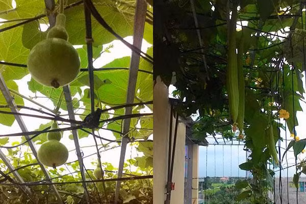 Muốn cả nhà được ăn rau sạch nên ngay từ khi xây dựng nhà, mình đã nghĩ đến việc trồng rau thủy canh. Ưu điểm của việc trồng rau thủy canh chính là vừa sạch sẽ vừa cung cấp rau quanh năm cho cả gia đình.