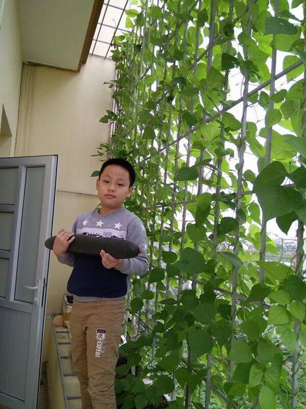 Thậm chí, vào mùa bí xanh, dưa lê, vợ chồng anh còn thu hoạch đến cả tạ. Cả nhà gần như quanh năm chẳng phải đi chợ...