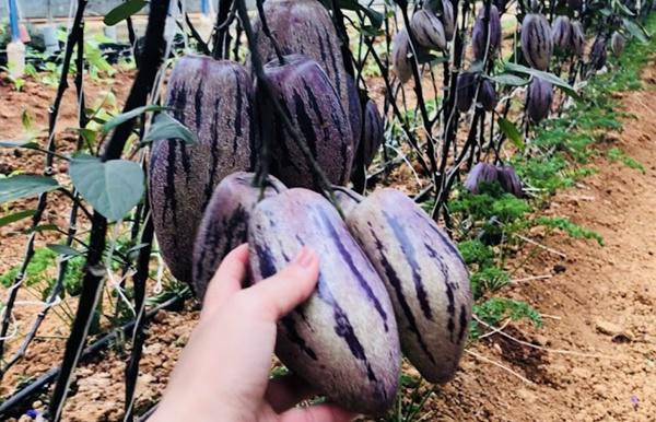 Doc dao dua hau mau tim lan dau xuat hien o Viet Nam