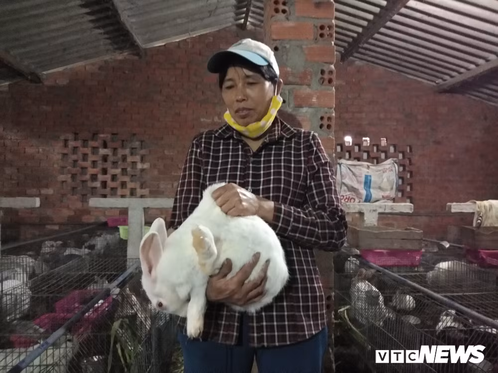 Thỏ được bà Cậy nuôi rất mập và rất đảm bảo với nguồn thức ăn tự nhiên. (Ảnh: Gia Linh)