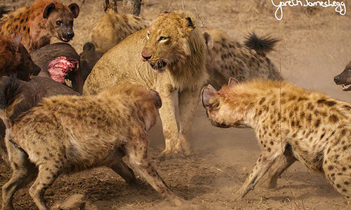 Bầy linh cẩu không hề sợ hãi trước một con sư tử đơn độc. Ảnh minh họa.