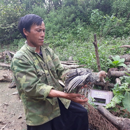 Mỗi năm, anh Phềnh cũng thu được khoảng 10 triệu đồng từ bán gà giống lai này.