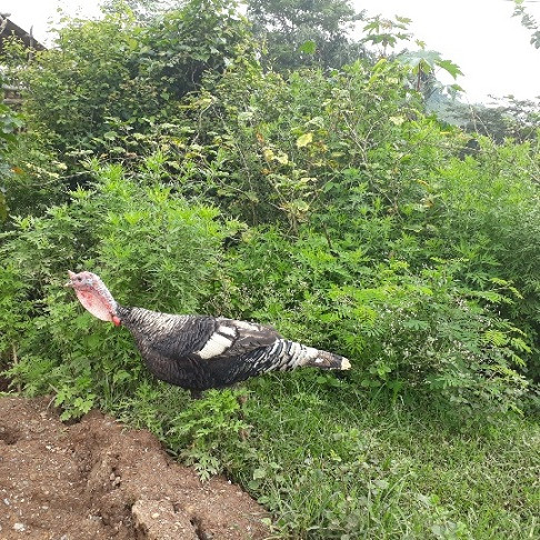 Một thời gian sau, con gà mái bắt đầu đẻ trứng, anh Phềnh tích trữ trứng đến khi được khoảng 20 quả thì cho ấp. Nhìn đàn gà con mới nở, con nào, con nấy cũng khỏe mạnh, anh Phềnh vui lắm. "Tôi chỉ cho gà ăn ngô, sắn, rau cỏ mà chúng lớn rất nhanh. Giống gà này có sức đề kháng tốt, từ khi nuôi đến nay, qua nhiều lứa rồi mà chúng chưa hề xảy ra dịch bệnh gì cả. Ban ngày tôi thả ra vườn nhà cho chúng bắt sâu, bọ, ăn cỏ, tối đến tôi nhốt gà trong chuồng" - anh Phềnh vui vẻ nói.