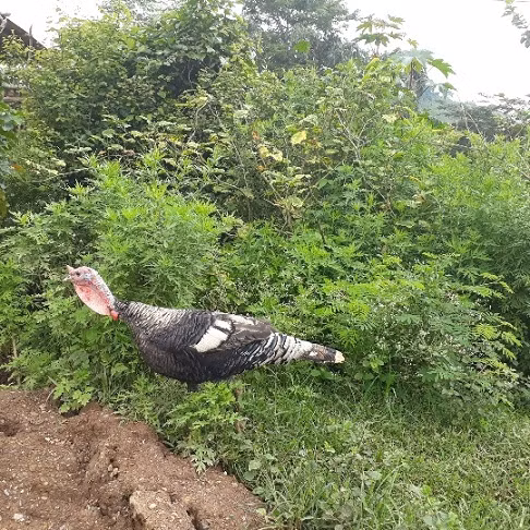 Một thời gian sau, con gà mái bắt đầu đẻ trứng, anh Phềnh tích trữ trứng đến khi được khoảng 20 quả thì cho ấp. Nhìn đàn gà con mới nở, con nào, con nấy cũng khỏe mạnh, anh Phềnh vui lắm. "Tôi chỉ cho gà ăn ngô, sắn, rau cỏ mà chúng lớn rất nhanh. Giống gà này có sức đề kháng tốt, từ khi nuôi đến nay, qua nhiều lứa rồi mà chúng chưa hề xảy ra dịch bệnh gì cả. Ban ngày tôi thả ra vườn nhà cho chúng bắt sâu, bọ, ăn cỏ, tối đến tôi nhốt gà trong chuồng" - anh Phềnh vui vẻ nói.