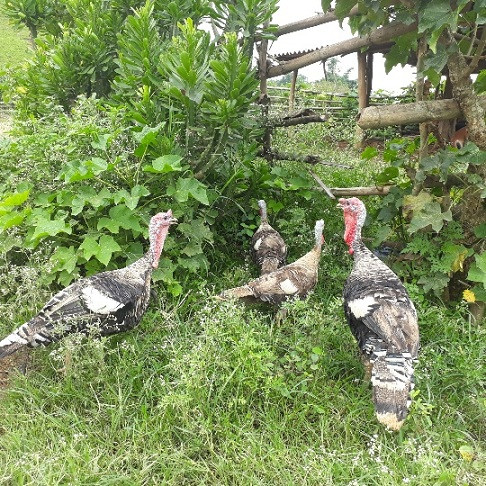 Cũng theo anh Phềnh, nếu chăm sóc tốt, giống gà này phát triển nhanh, chưa đầy 1 năm đã đạt trọng lượng chừng 7-8 kg/con. Anh Phềnh thường duy trì đàn gà khoảng 20 con. Giống gà lai xuất xứ từ Lào này đắt gấp hơn 2 lần so với gà ta nên anh không dám thịt ăn thường xuyên mà chủ yếu bán ra thị trường.