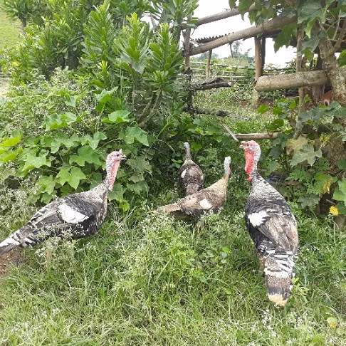 Cũng theo anh Phềnh, nếu chăm sóc tốt, giống gà này phát triển nhanh, chưa đầy 1 năm đã đạt trọng lượng chừng 7-8 kg/con. Anh Phềnh thường duy trì đàn gà khoảng 20 con. Giống gà lai xuất xứ từ Lào này đắt gấp hơn 2 lần so với gà ta nên anh không dám thịt ăn thường xuyên mà chủ yếu bán ra thị trường.