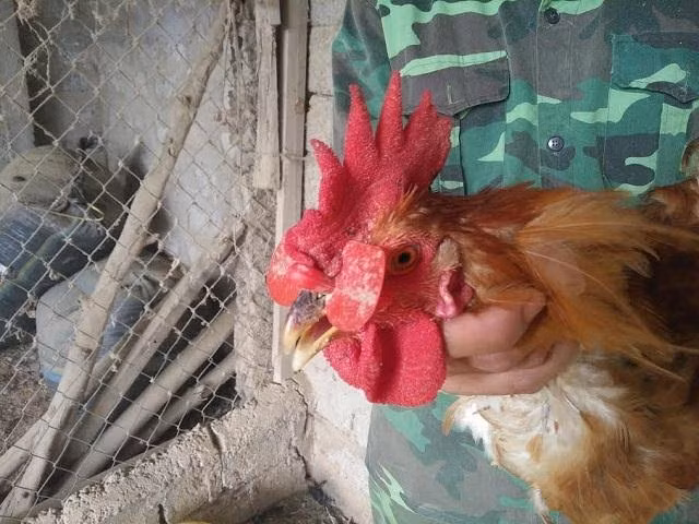 Những con gà được đeo kính phát triển khoẻ mạnh, đẹp mã nên được khách hàng ưa chuộng. Ảnh : Mỹ Hà