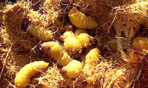 Nhộng con béo núc ngoe nguẩy liên tục ở tổ trong thân cây cọ mục.